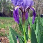 first-iris-ecp-spr-2011