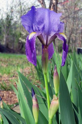 The Journey of an Iris