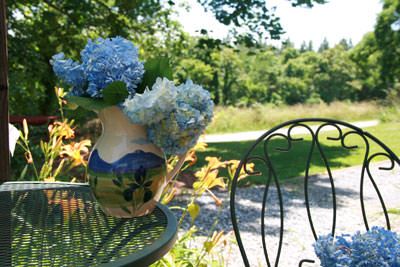 hydrangeapitcher