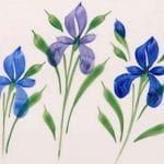 Field of Iris