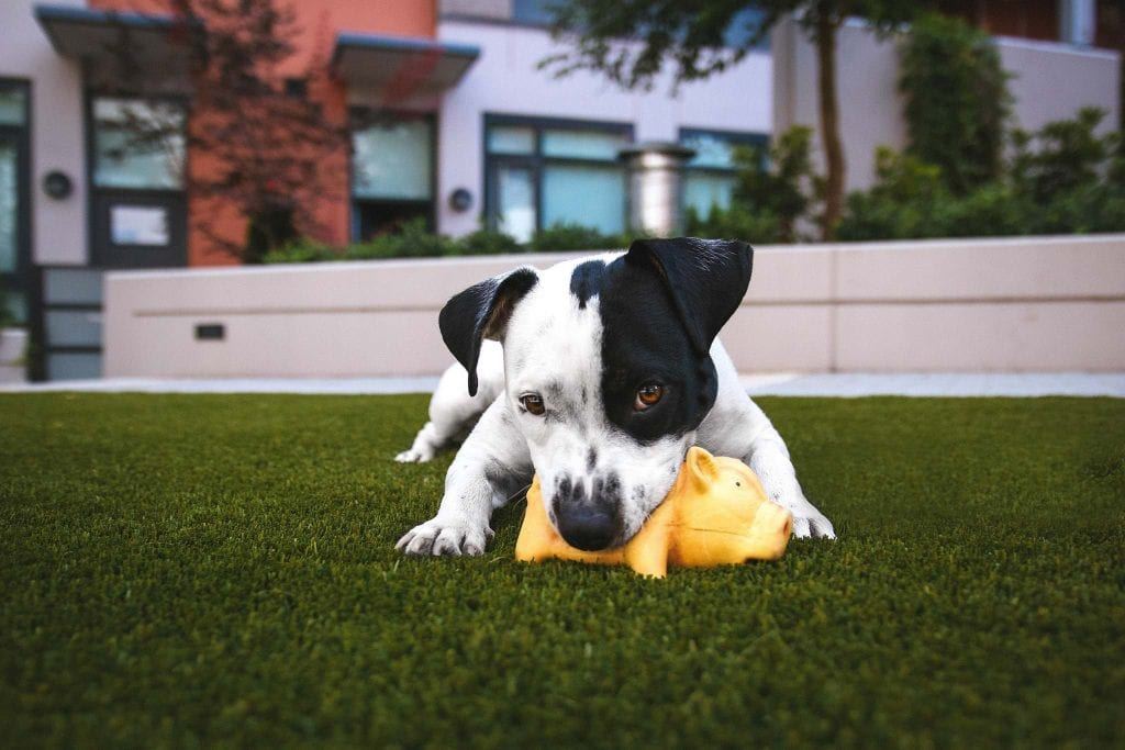 What You Should Know Before Adopting Your First Pet