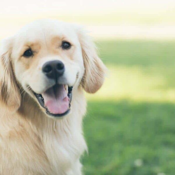 Best Pet Care Tips