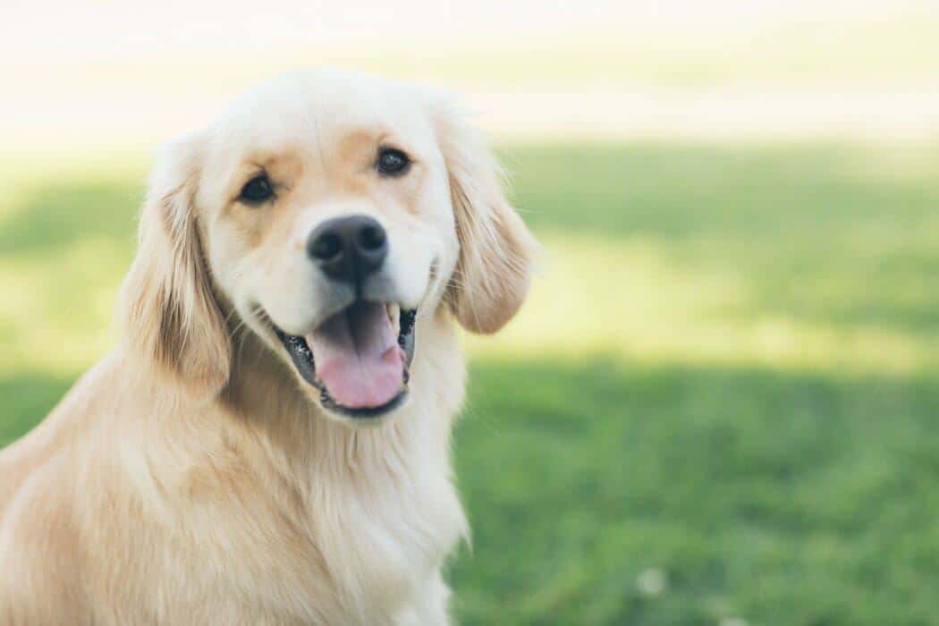 Best Pet Care Tips