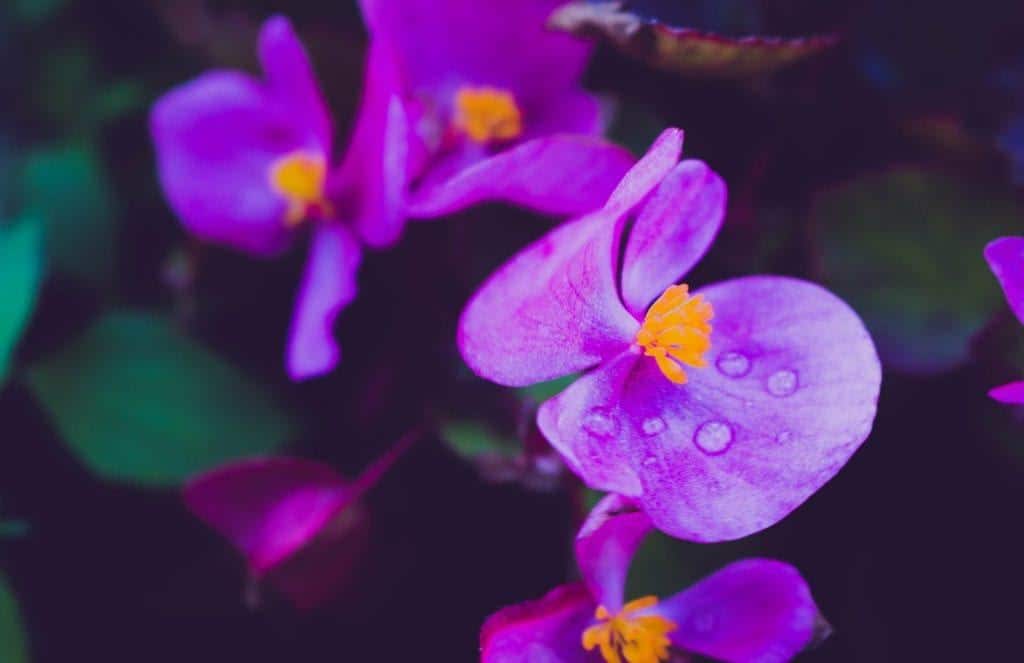 Want a Lead-Safe Flower Pot? Meet The African Violet Pot