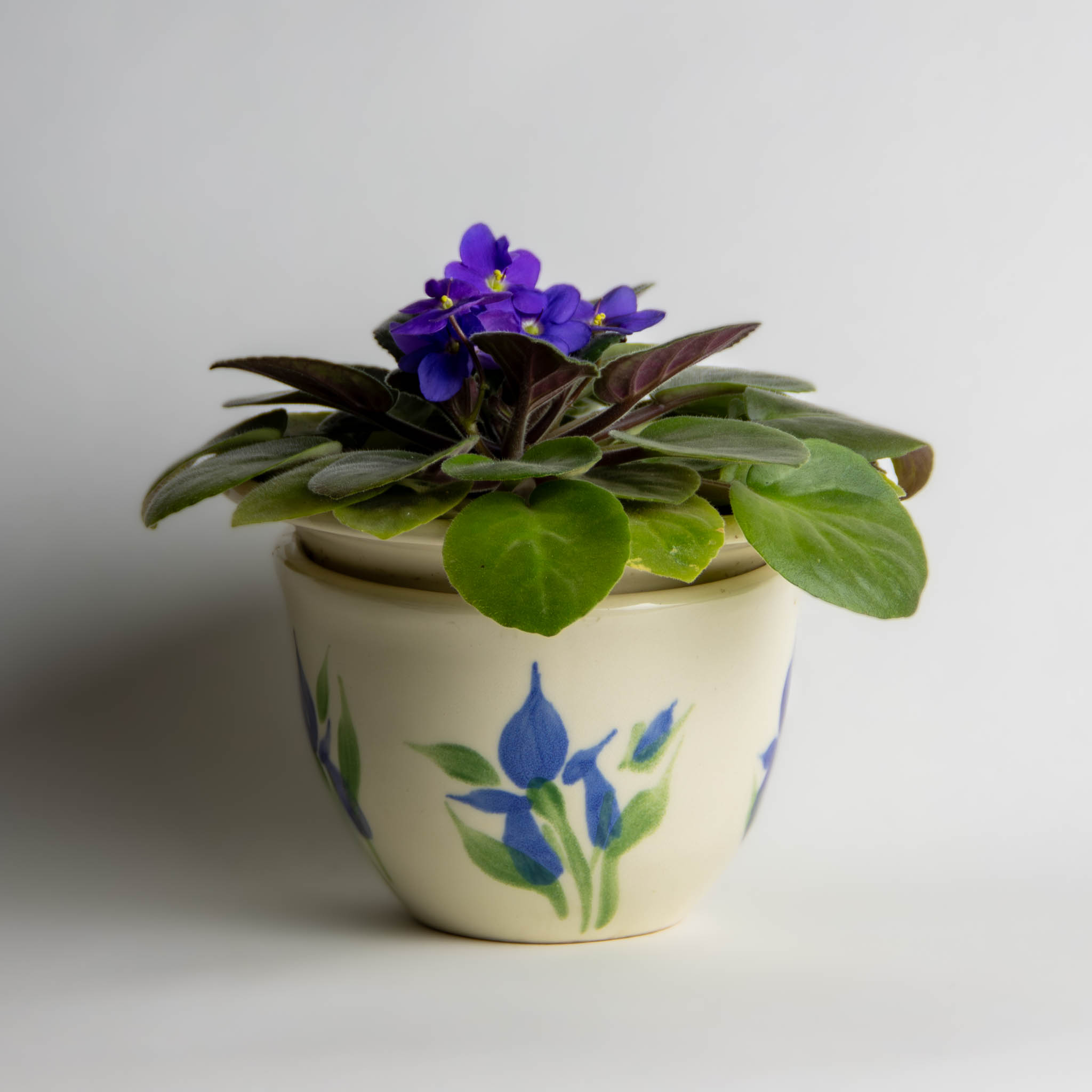 Blooming African Violet in Field of Iris African Violet Pot