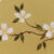 Dogwood