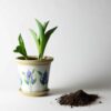 Field of Iris Flower Pot Dirt