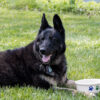 German Shepherd with Classic Pet Bowl