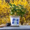 Hydrangea Flower Pot and trowel with flower background and plant in pot.