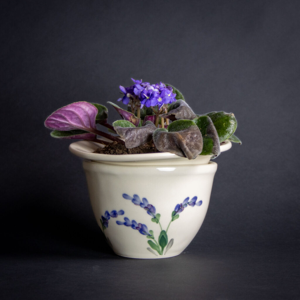 African Violet in Lavender Pot