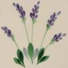 SPC - Lavender Pottery Collection Color Swatch